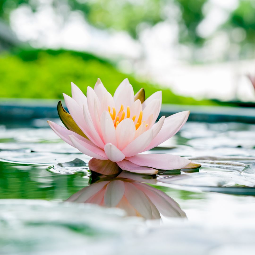 Estamos nessa vida para lançar luz no cominho, uns dos outros...SANSARA